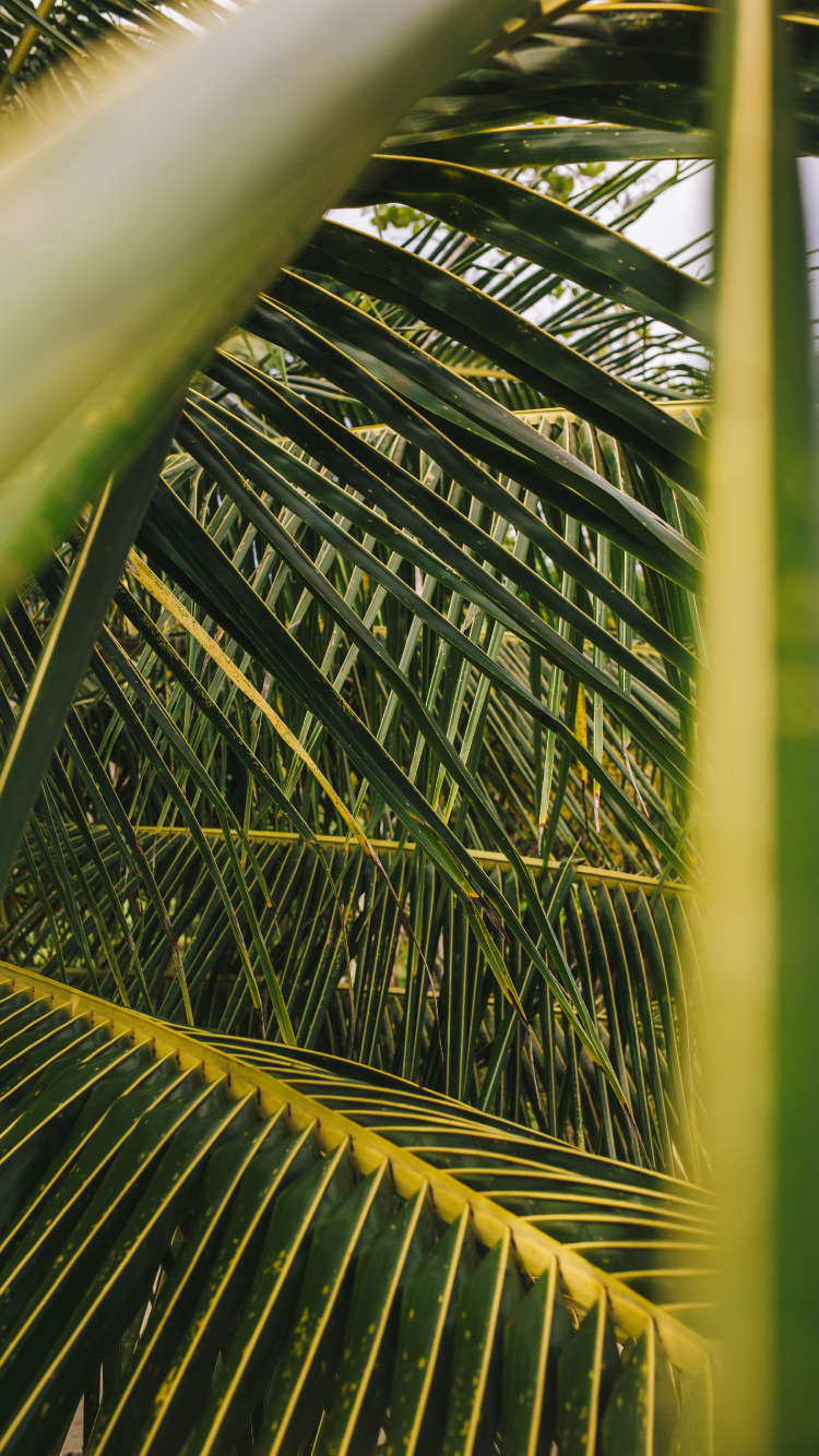 Palmera, la Vegetación, Verde, Planta Terrestre, la Botánica. Wallpaper in 750x1334 Resolution