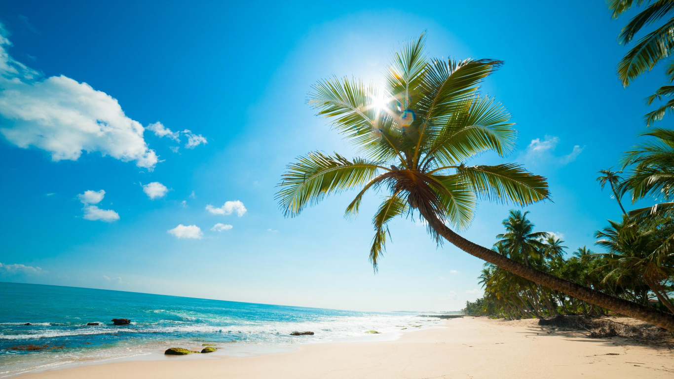 Green Palm Tree on White Sand Beach During Daytime. Wallpaper in 1366x768 Resolution