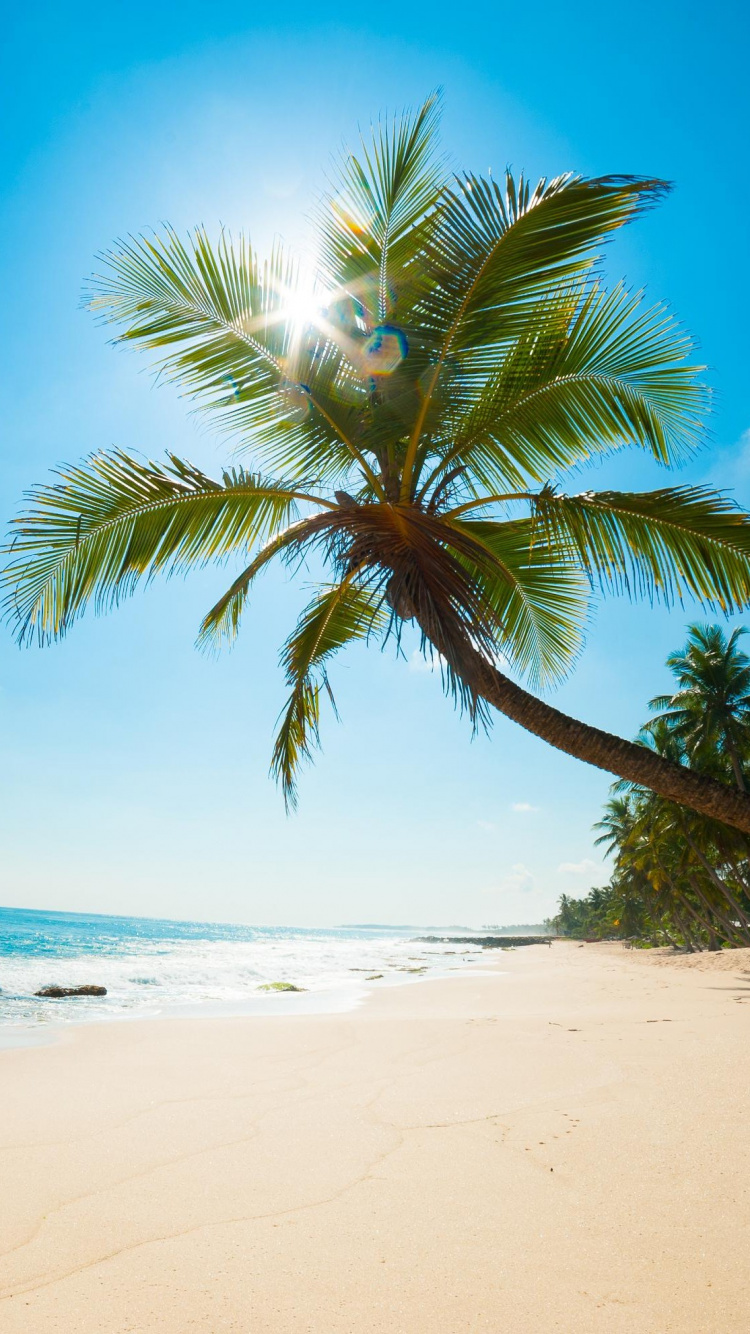 Green Palm Tree on White Sand Beach During Daytime. Wallpaper in 750x1334 Resolution