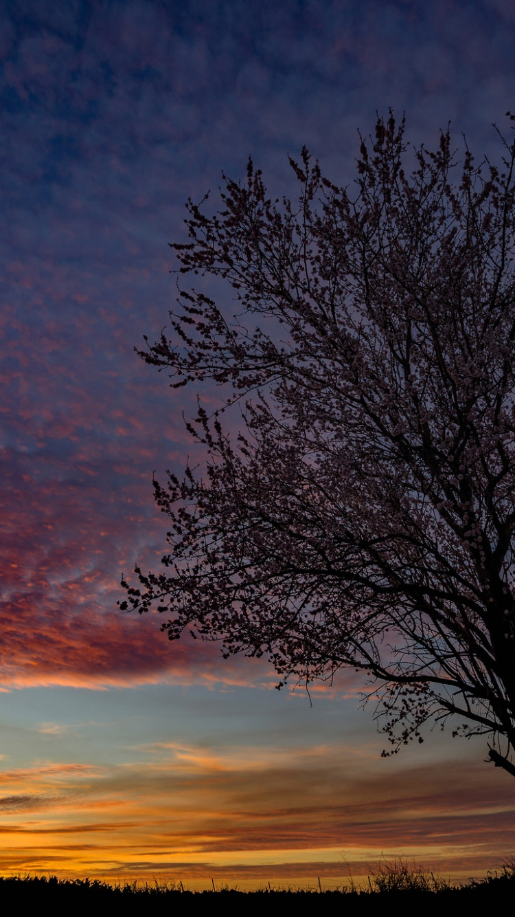 Arbre Sans Feuilles Sous Ciel Orange et Bleu. Wallpaper in 750x1334 Resolution