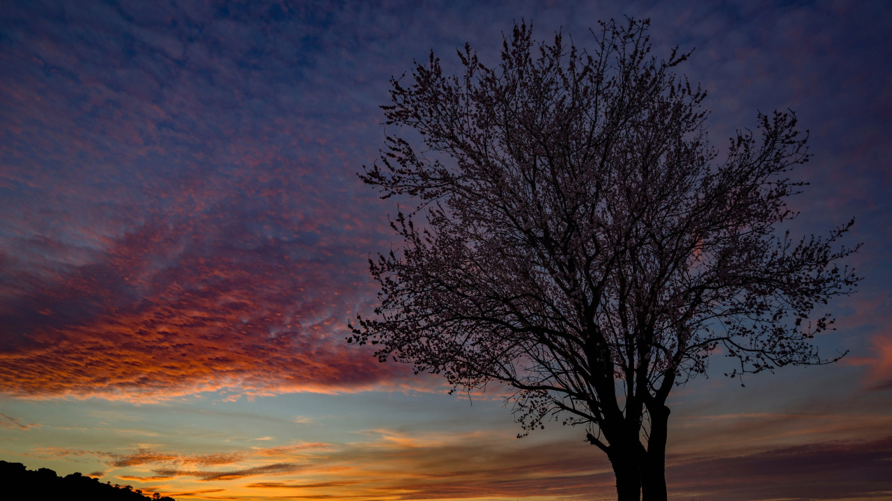 Blattloser Baum Unter Orangefarbenem Und Blauem Himmel. Wallpaper in 1280x720 Resolution