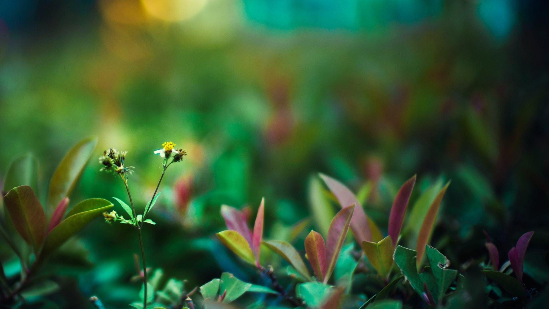 绿色的, 植被, 野花, 宏摄影, 菌群 壁纸 1920x1080 允许