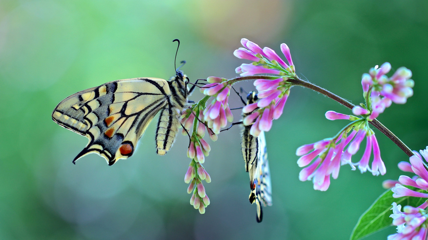 Tigre Machaon Perché Sur Fleur Rose en Photographie Rapprochée Pendant la Journée. Wallpaper in 1366x768 Resolution