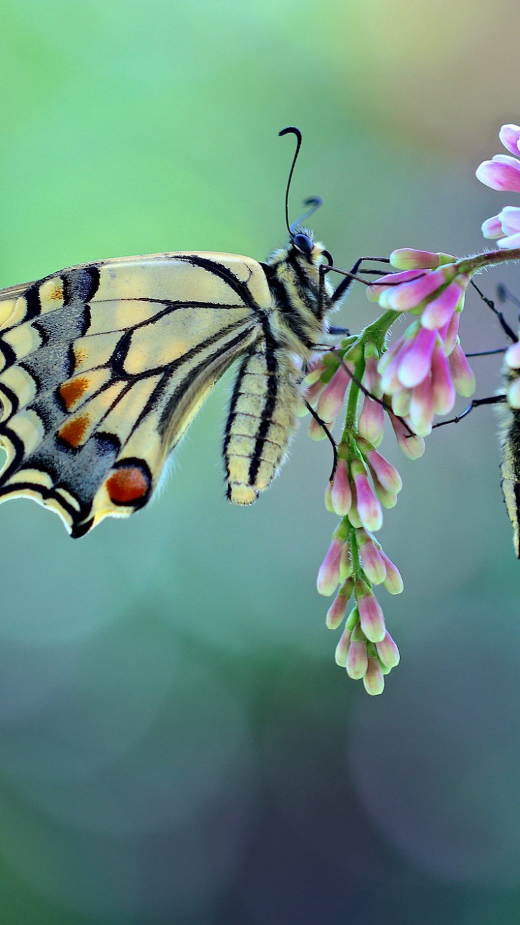 Tiger Swallowtail Butterfly Perched on Pink Flower in Close up Photography During Daytime. Wallpaper in 750x1334 Resolution