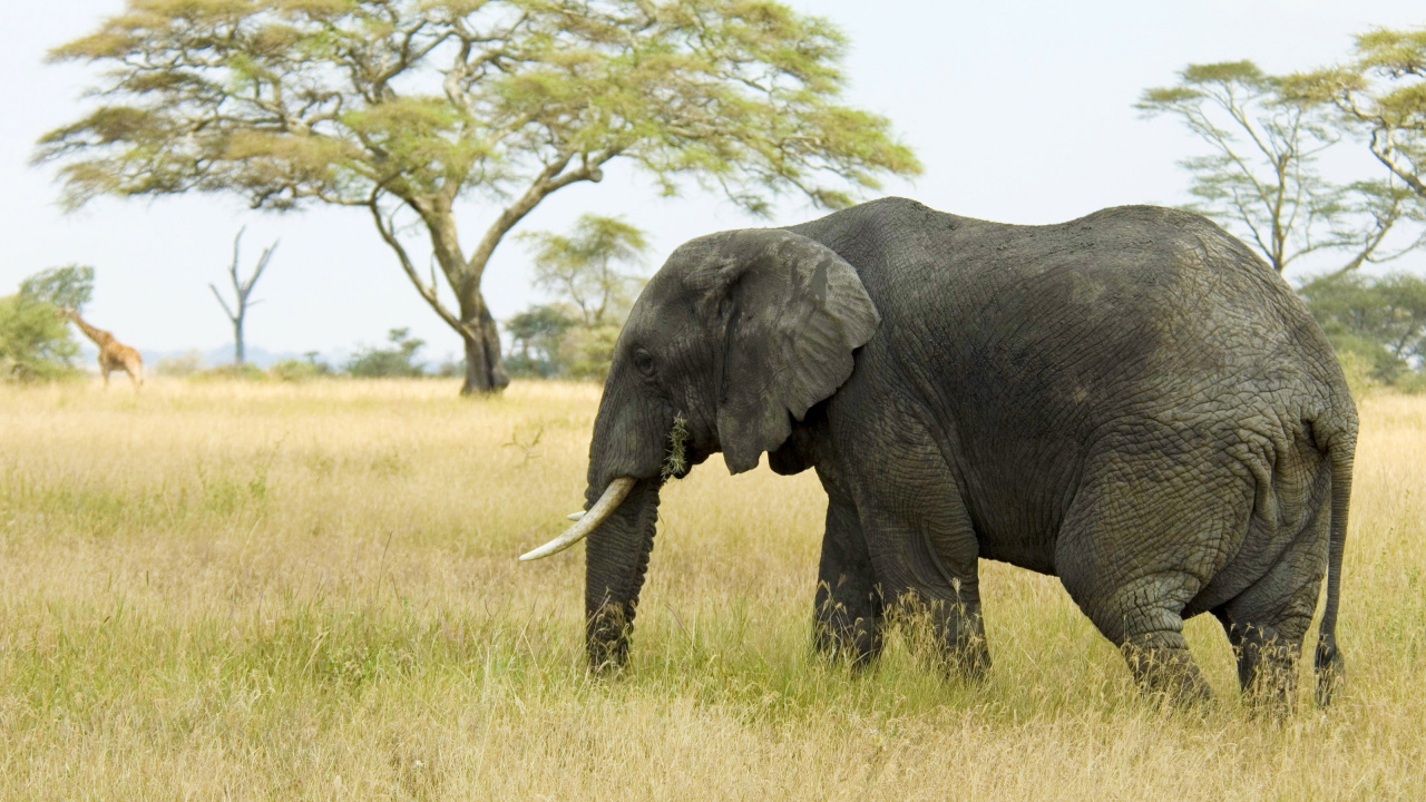 Black Elephant on Green Grass Field During Daytime. Wallpaper in 1280x720 Resolution