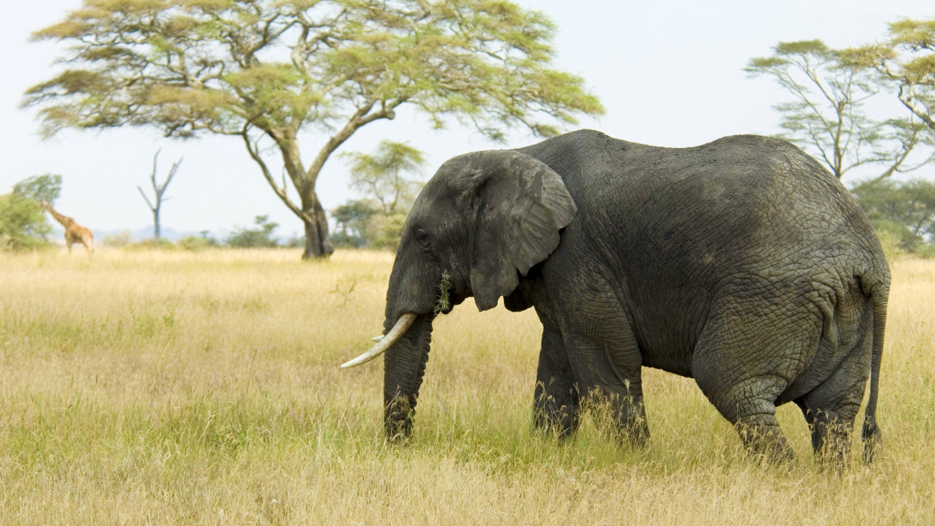Schwarzer Elefant Auf Grüner Wiese Tagsüber. Wallpaper in 1366x768 Resolution