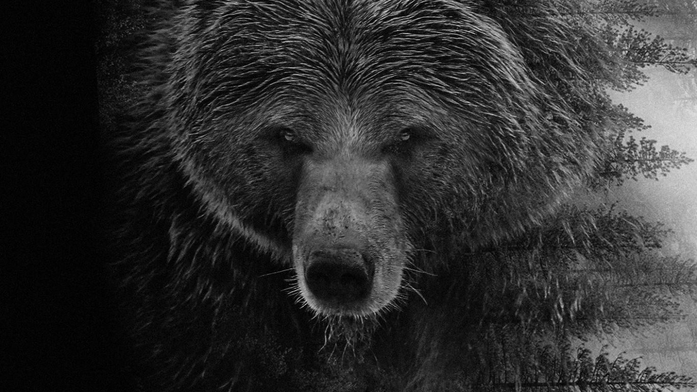 Grizzly Bear, Bears, American Black Bear, Kodiak Bear, Head. Wallpaper in 1366x768 Resolution