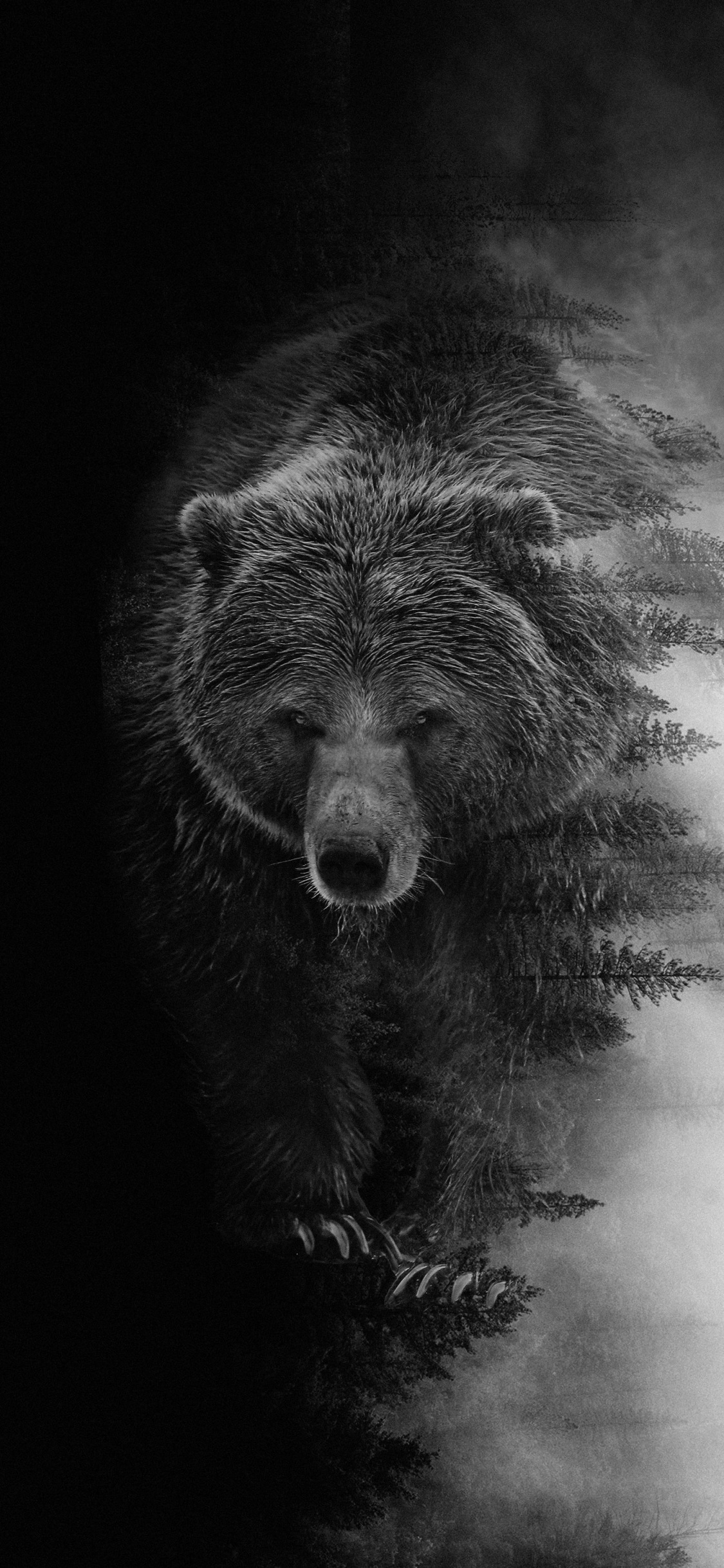 Grizzly Bear, el Oso Negro Americano, Oso Kodiak, Cabeza, Carnívoro. Wallpaper in 1125x2436 Resolution