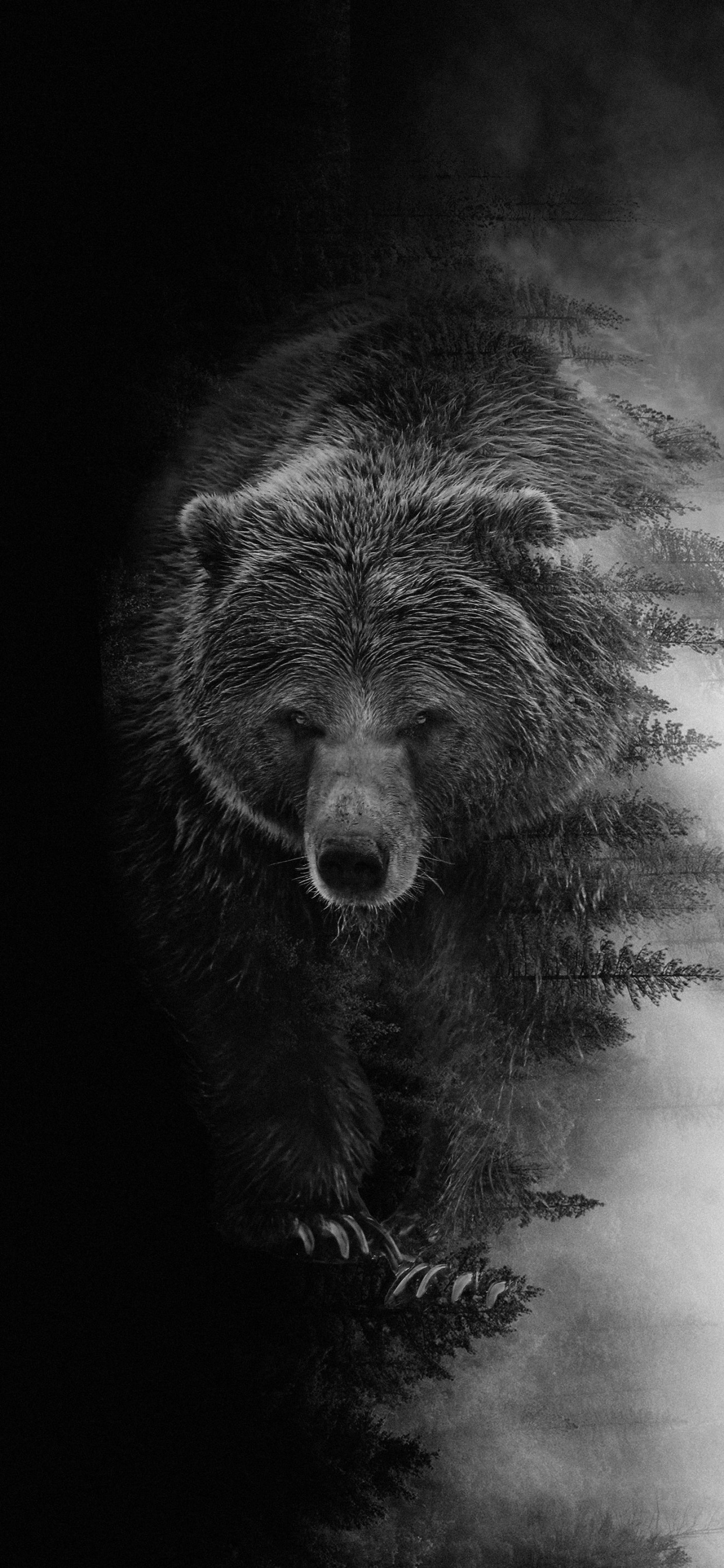 Grizzly Bear, el Oso Negro Americano, Oso Kodiak, Cabeza, Carnívoro. Wallpaper in 1242x2688 Resolution