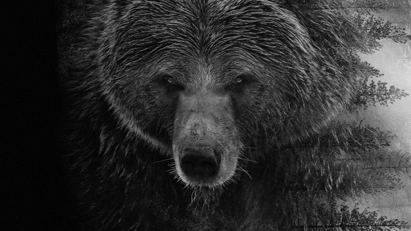 Grizzlybären, Bears, American Black Bear, Kodiak Bär, Kopf. Wallpaper in 1366x768 Resolution