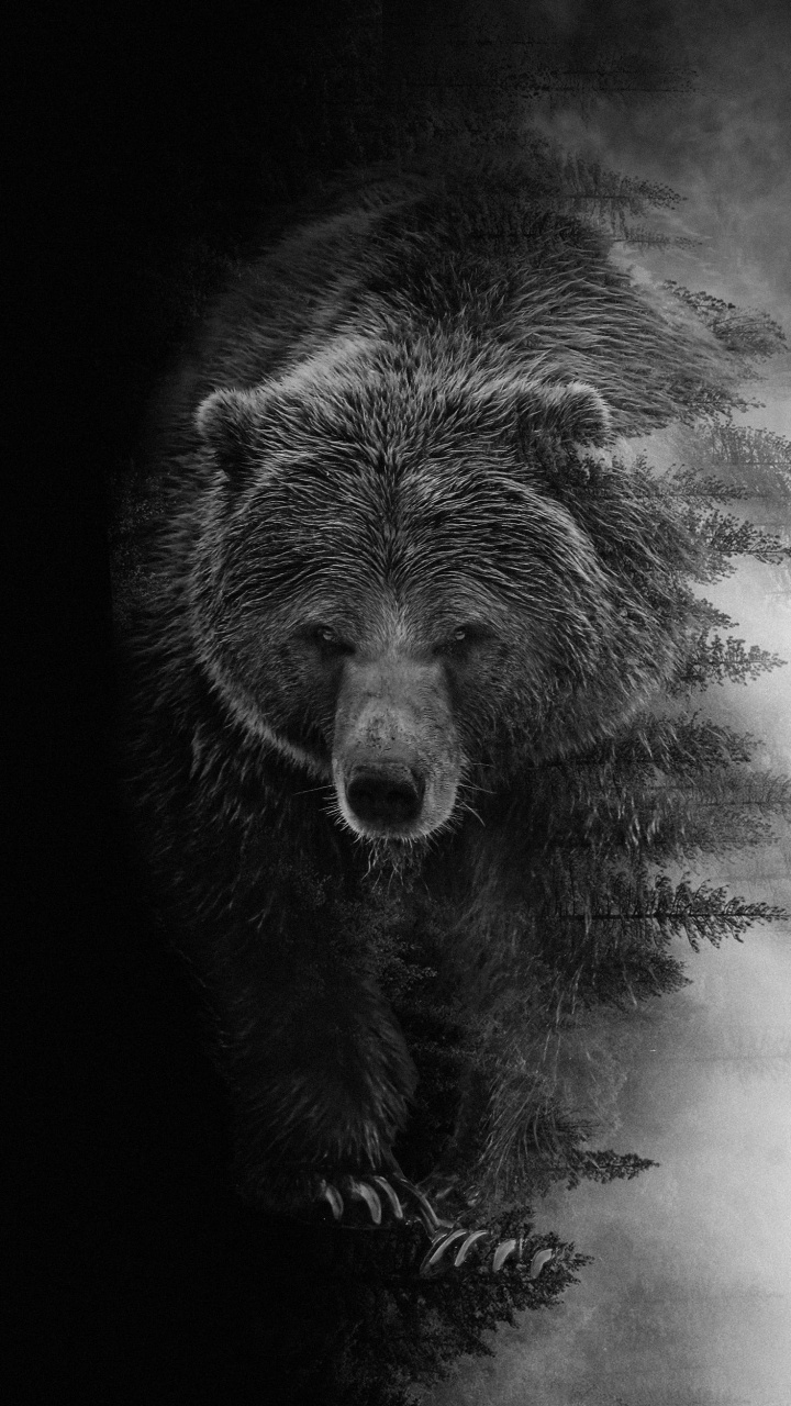 Grizzlybären, Bears, American Black Bear, Kodiak Bär, Kopf. Wallpaper in 720x1280 Resolution