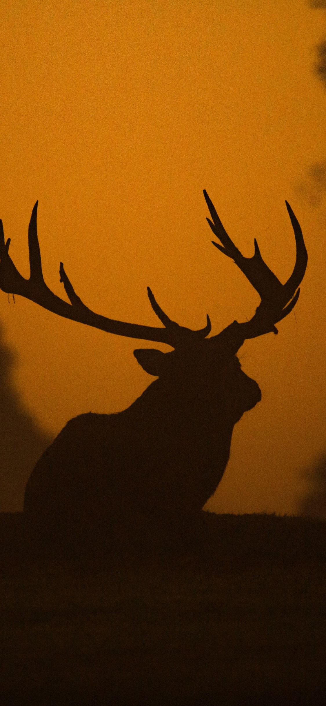 Cerf Brun Sur Champ Brun Pendant le Coucher du Soleil. Wallpaper in 1125x2436 Resolution