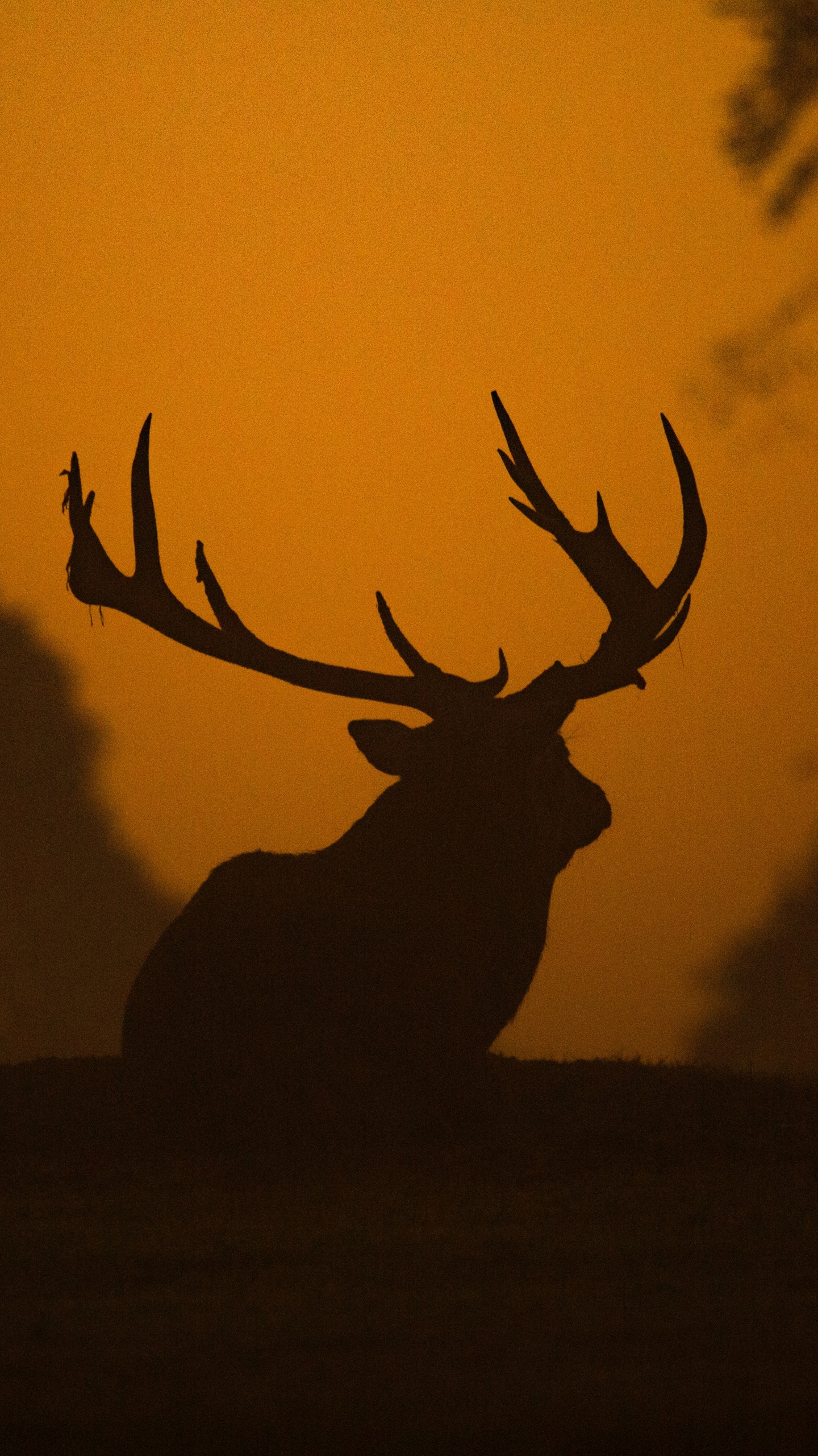 Cerf Brun Sur Champ Brun Pendant le Coucher du Soleil. Wallpaper in 1440x2560 Resolution