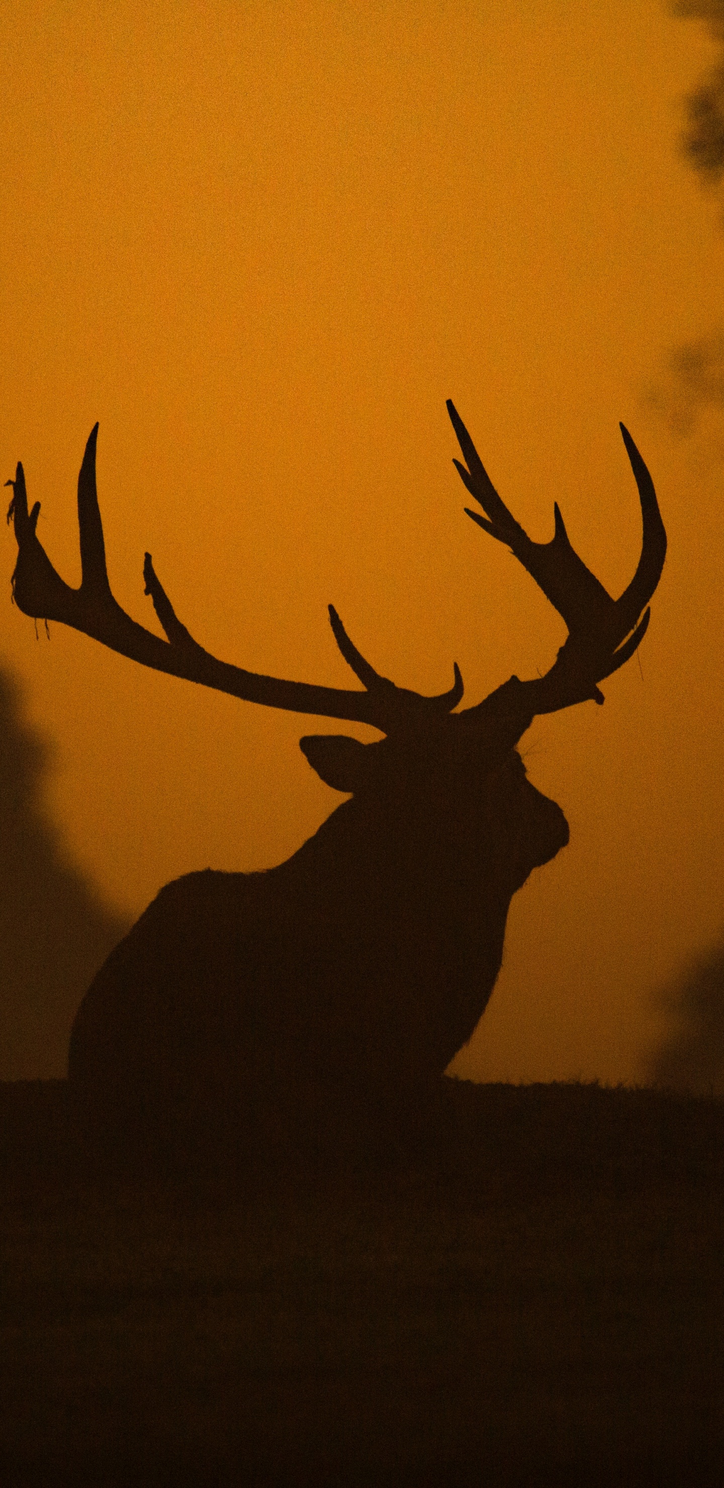 Cerf Brun Sur Champ Brun Pendant le Coucher du Soleil. Wallpaper in 1440x2960 Resolution