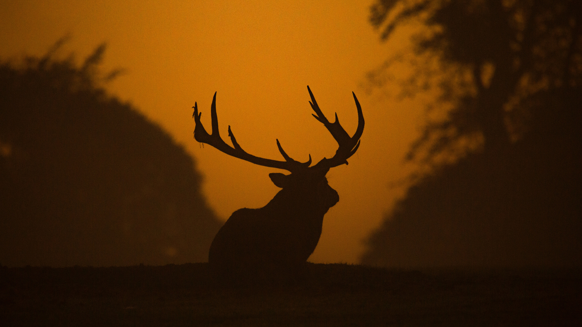 Cerf Brun Sur Champ Brun Pendant le Coucher du Soleil. Wallpaper in 1920x1080 Resolution