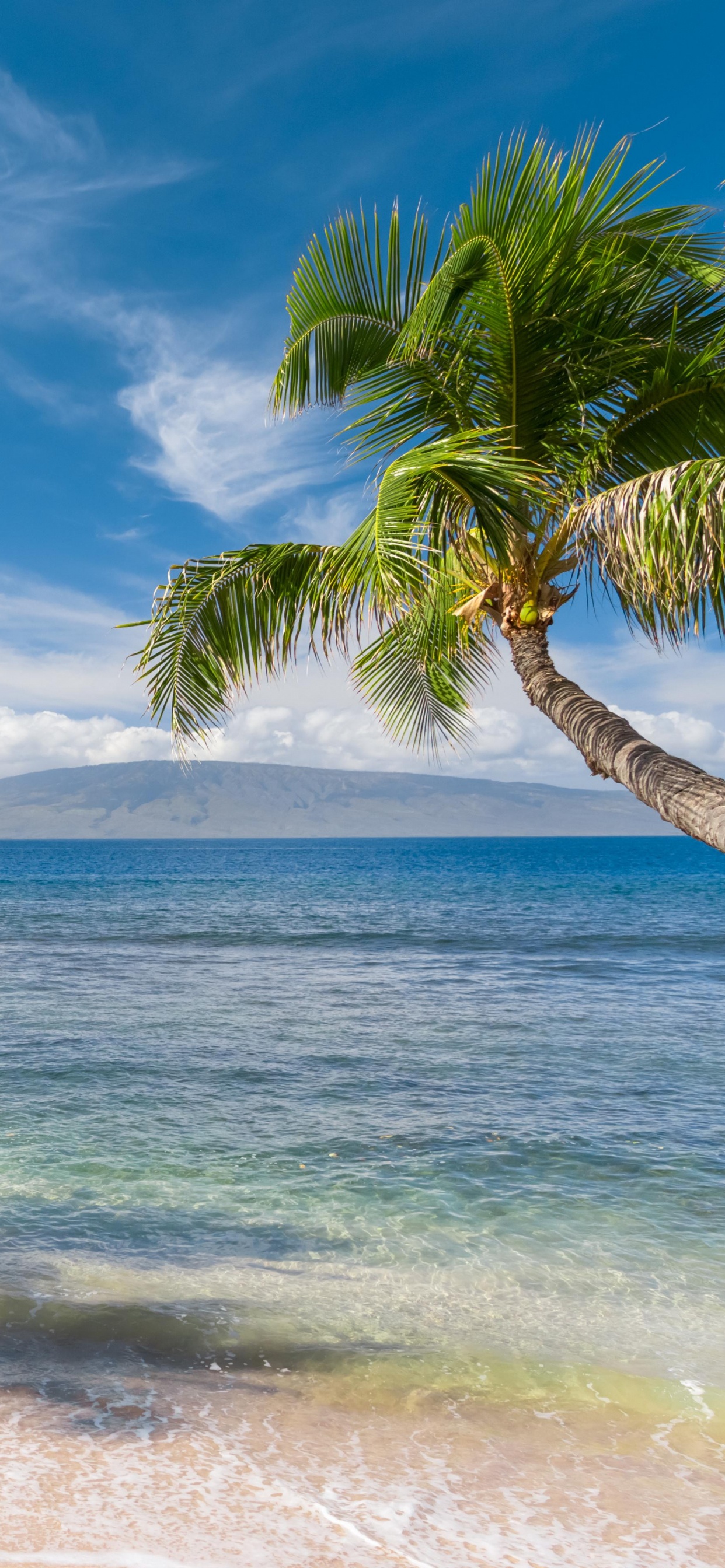 Green Palm Tree Near Sea Under Blue Sky During Daytime. Wallpaper in 1242x2688 Resolution