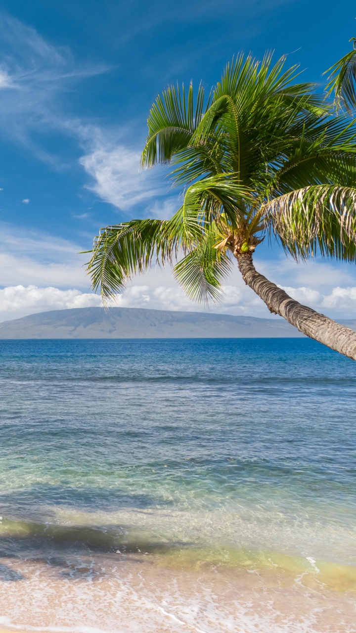 Green Palm Tree Near Sea Under Blue Sky During Daytime. Wallpaper in 720x1280 Resolution