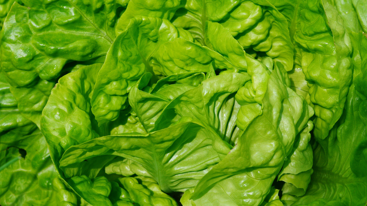 Grüne Blätter Auf Brauner Erde. Wallpaper in 1280x720 Resolution