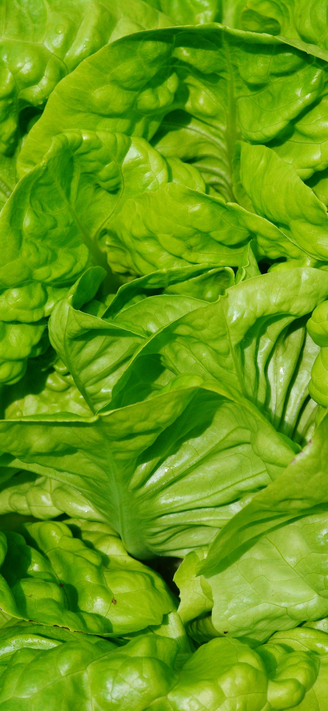 Hojas Verdes en Suelo Marrón. Wallpaper in 1242x2688 Resolution