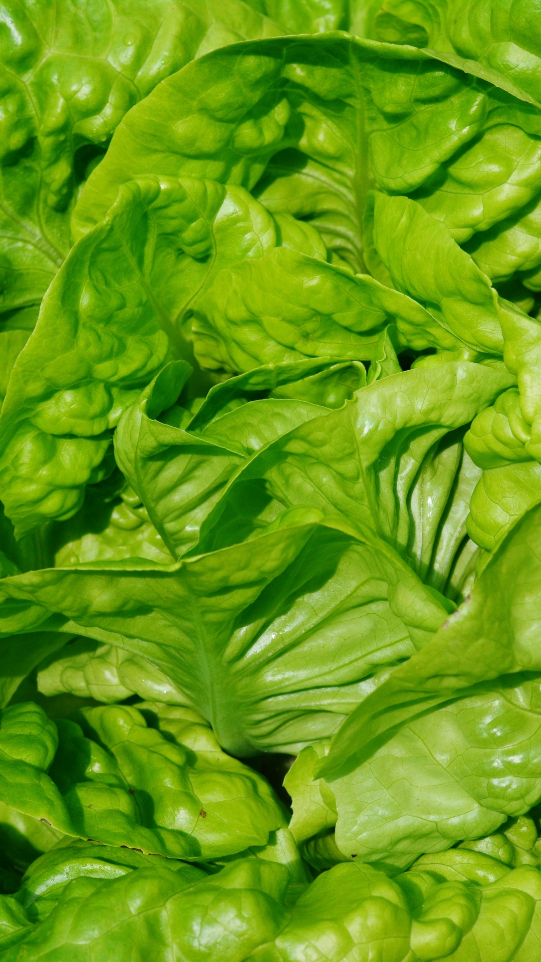 Green Leaves on Brown Soil. Wallpaper in 1080x1920 Resolution