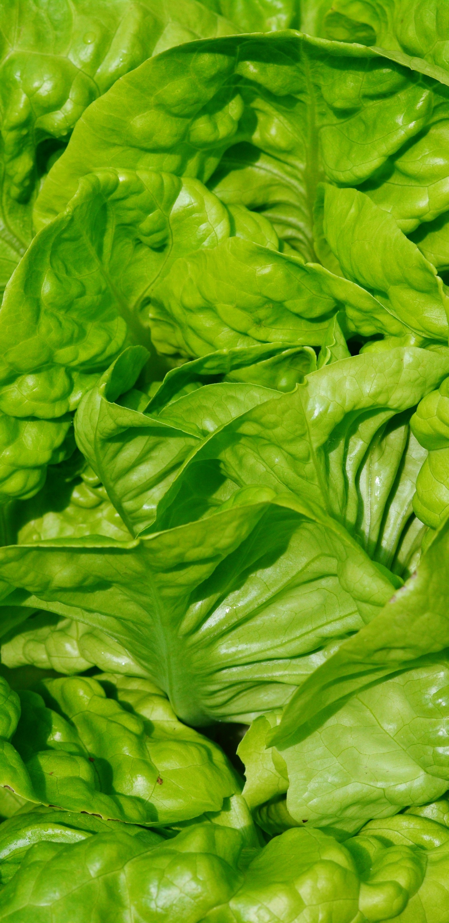 Green Leaves on Brown Soil. Wallpaper in 1440x2960 Resolution