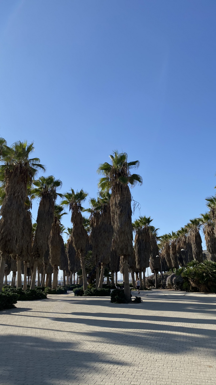 Palm Trees, Tourism, Date Palm, Tourist Attraction, Body of Water. Wallpaper in 750x1334 Resolution