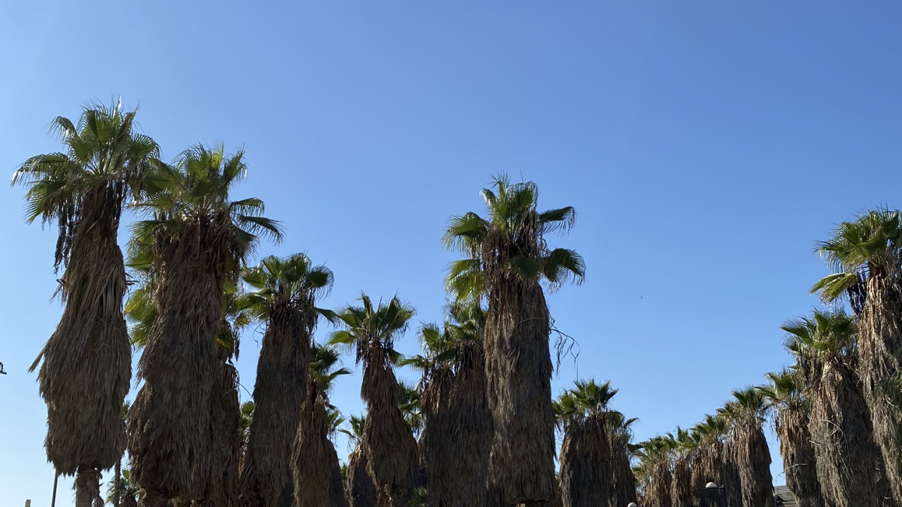 Palme, Tourismus, Dattelpalme, Sehenswürdigkeit, Gewässer. Wallpaper in 1280x720 Resolution