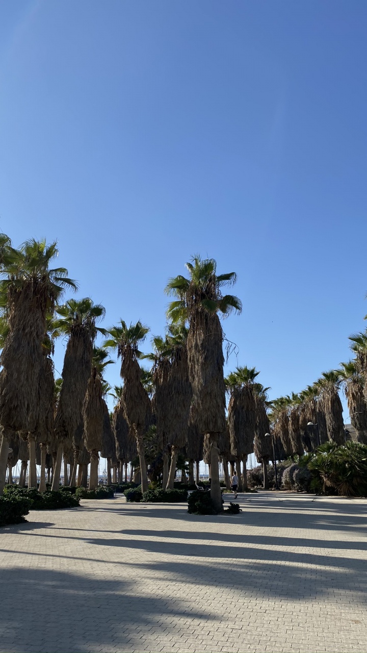 Palmera, Turismo, Fecha de la Palma, Atracción Turística, Cuerpo de Agua. Wallpaper in 720x1280 Resolution