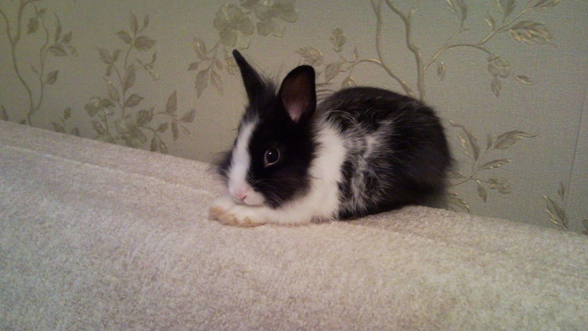 Black and White Rabbit on White Textile. Wallpaper in 1920x1080 Resolution