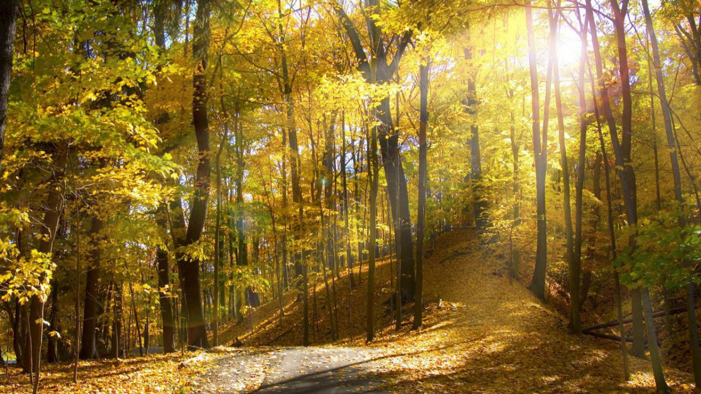 Green Trees on Forest During Daytime. Wallpaper in 1366x768 Resolution