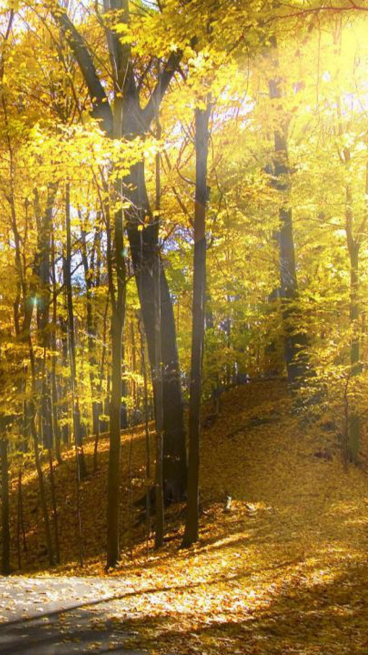 Green Trees on Forest During Daytime. Wallpaper in 750x1334 Resolution