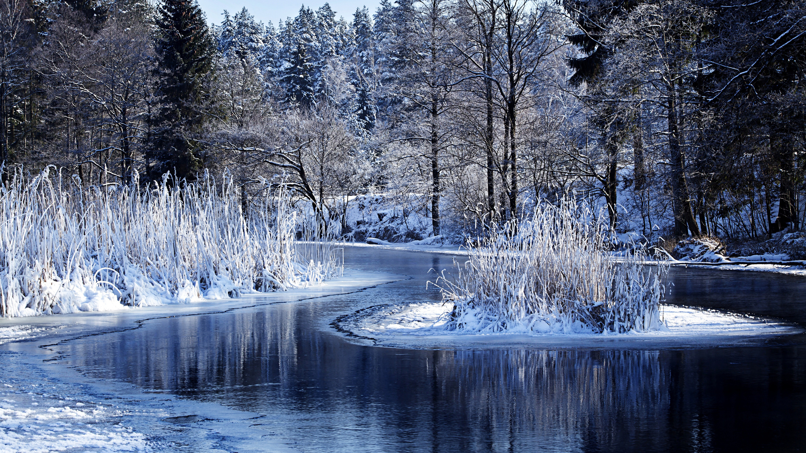 Schneebedeckte Bäume am Fluss Tagsüber During. Wallpaper in 2560x1440 Resolution