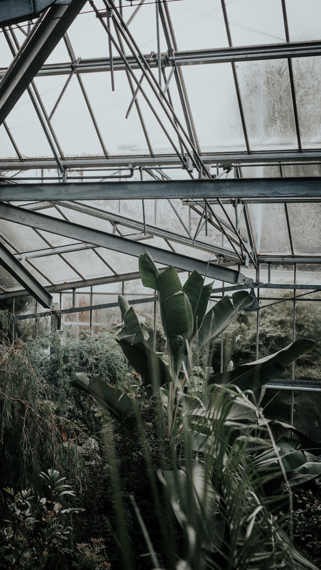 Green Plants Inside Greenhouse During Daytime. Wallpaper in 1080x1920 Resolution