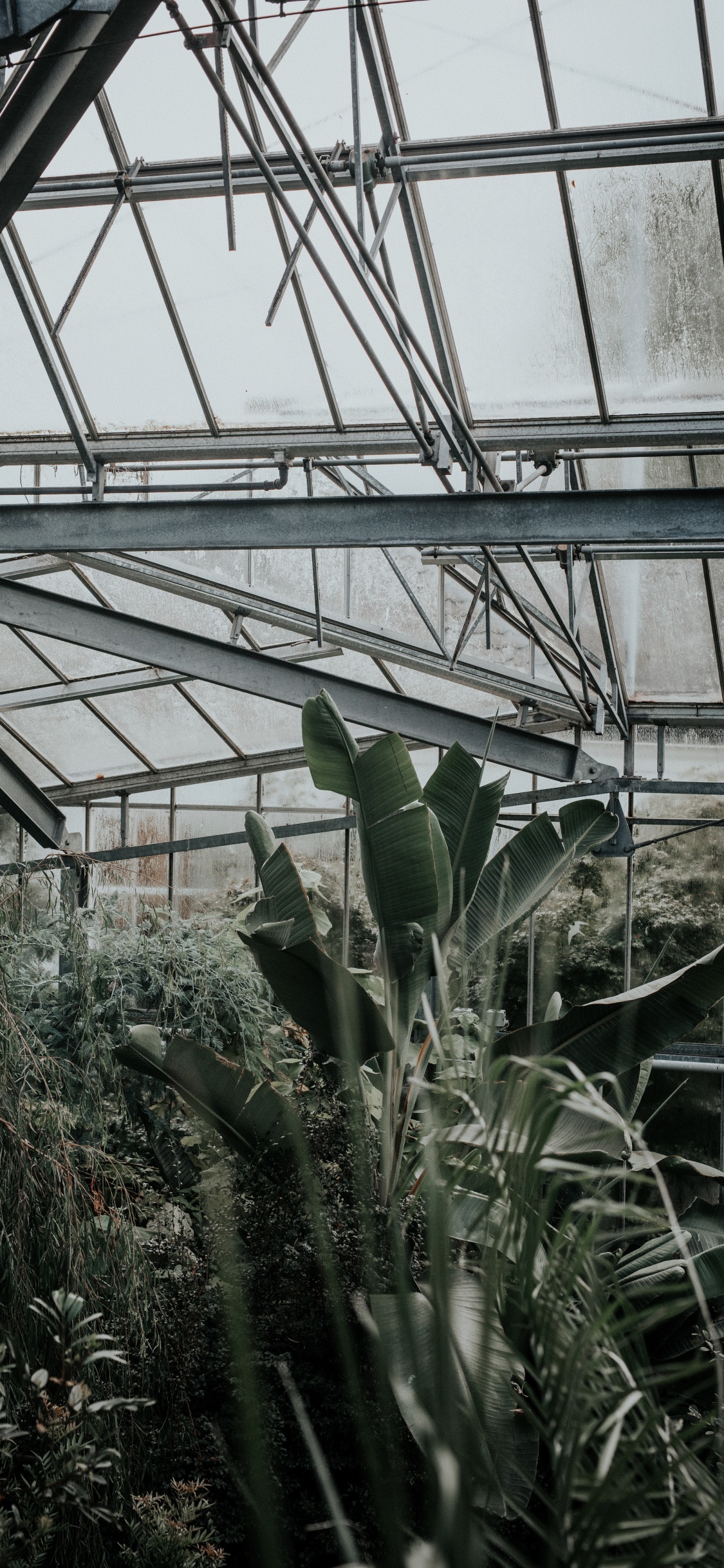 Green Plants Inside Greenhouse During Daytime. Wallpaper in 1125x2436 Resolution