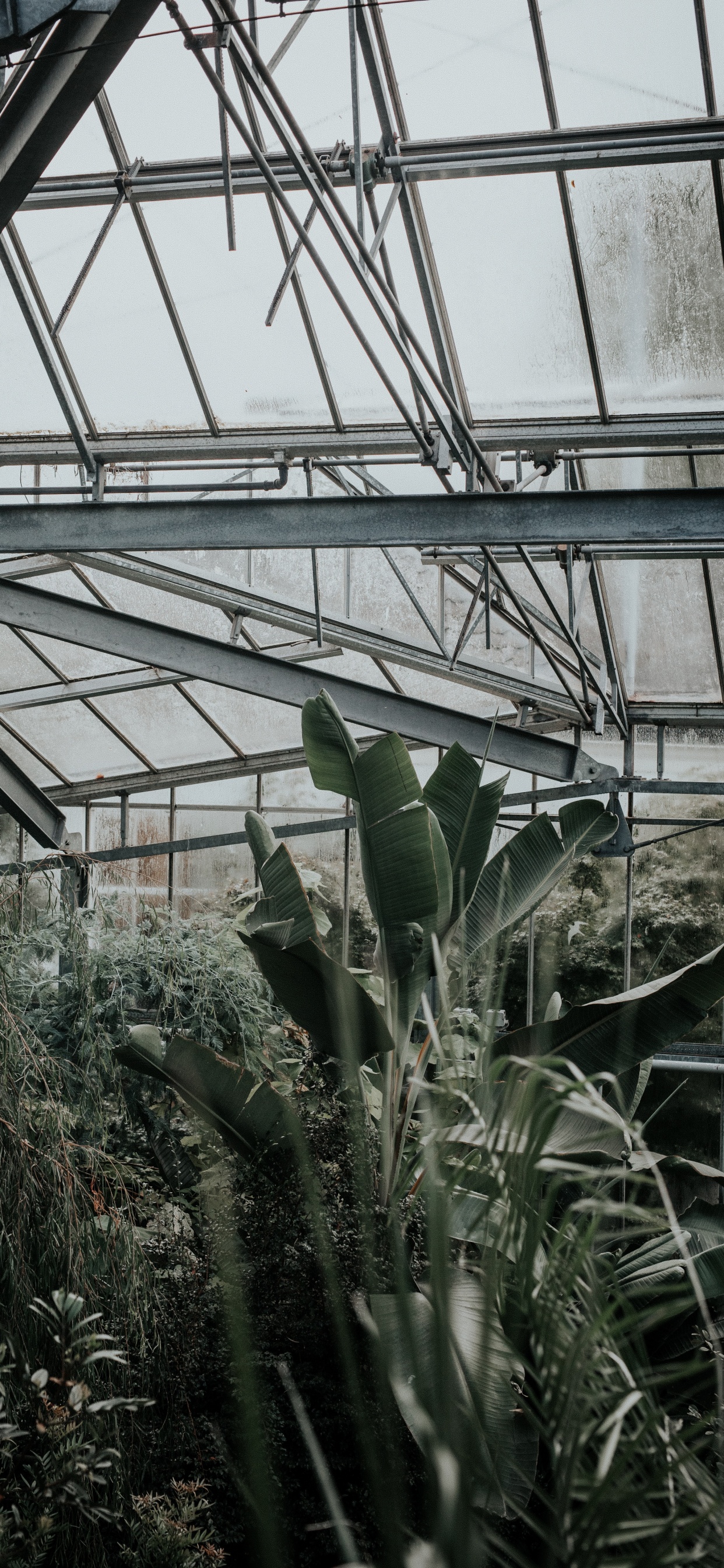 Green Plants Inside Greenhouse During Daytime. Wallpaper in 1242x2688 Resolution