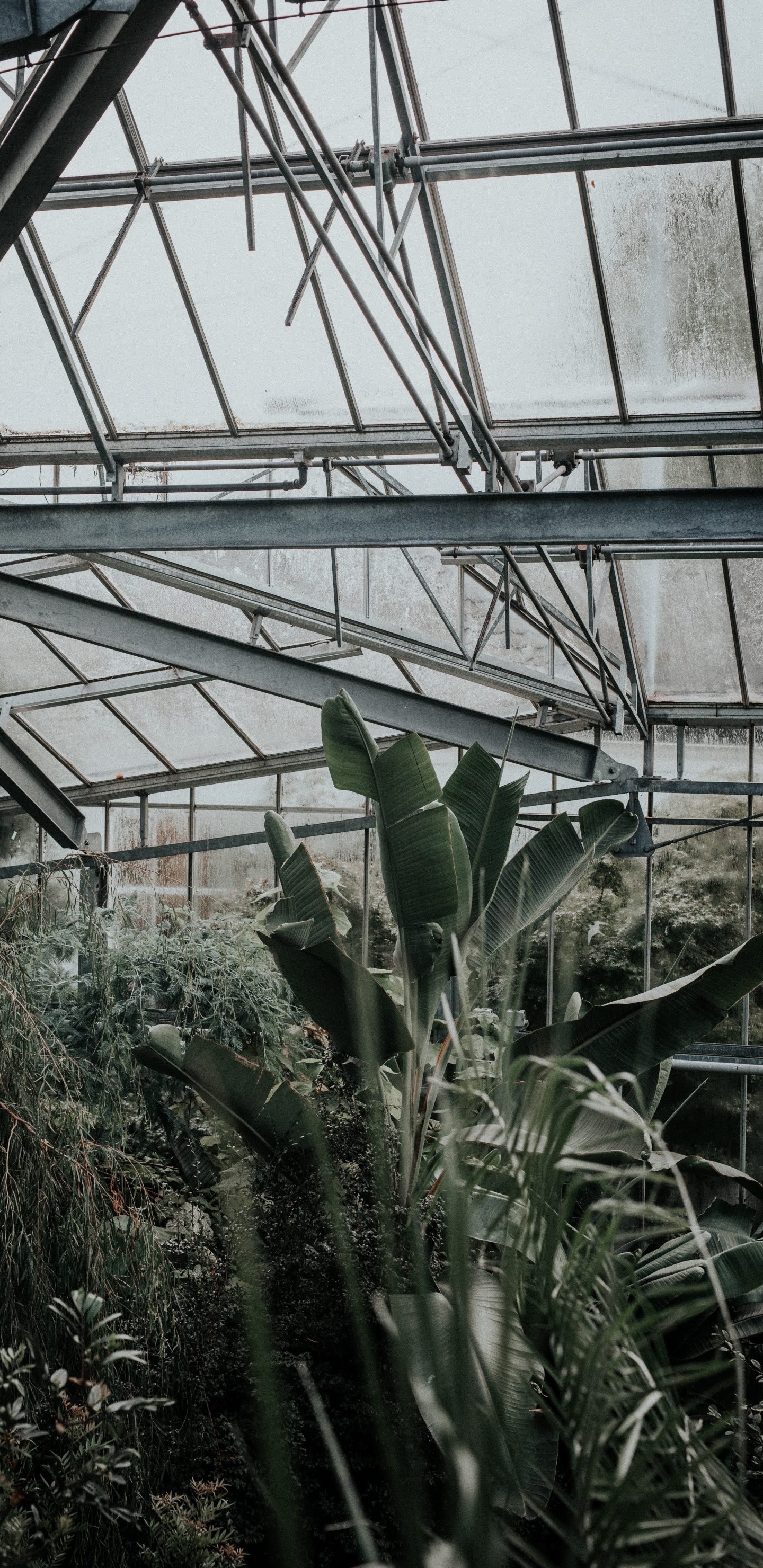 Plantes Vertes à L'intérieur de la Serre Pendant la Journée. Wallpaper in 1440x2960 Resolution