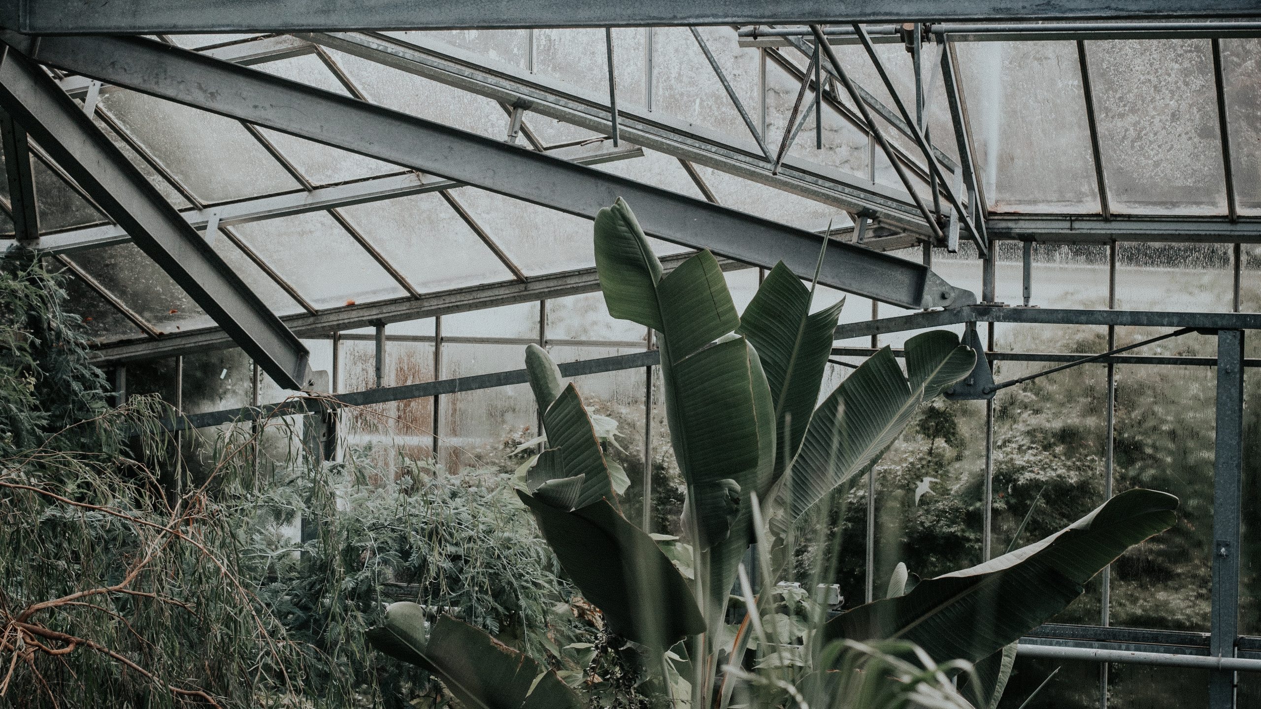 Plantes Vertes à L'intérieur de la Serre Pendant la Journée. Wallpaper in 2560x1440 Resolution