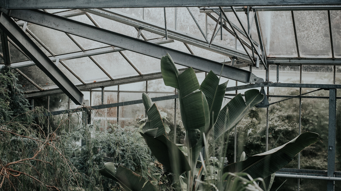 湿气, 植物园, 窗口, 花园, 建筑 壁纸 1366x768 允许