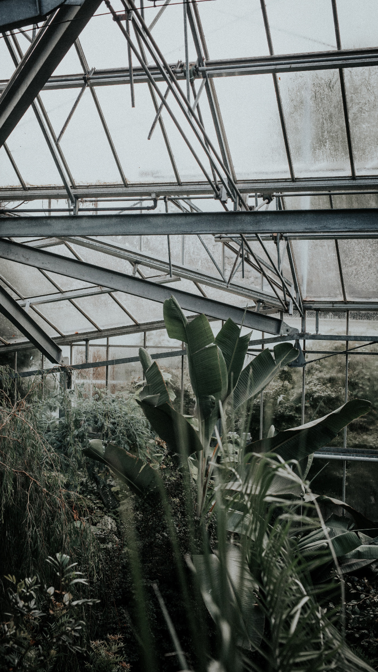 湿气, 植物园, 窗口, 花园, 建筑 壁纸 750x1334 允许