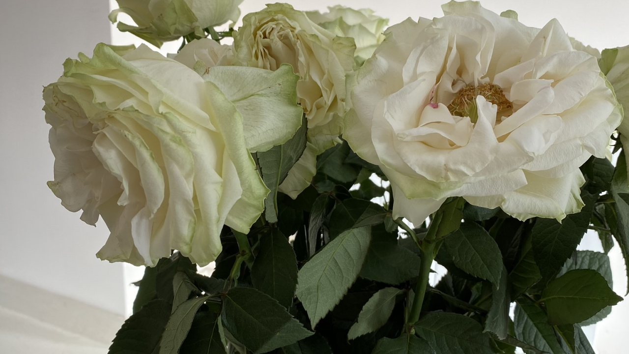 Les Fleurs Coupées, Design Floral, Les Roses de Jardin, Pétale, Bouquet. Wallpaper in 1280x720 Resolution