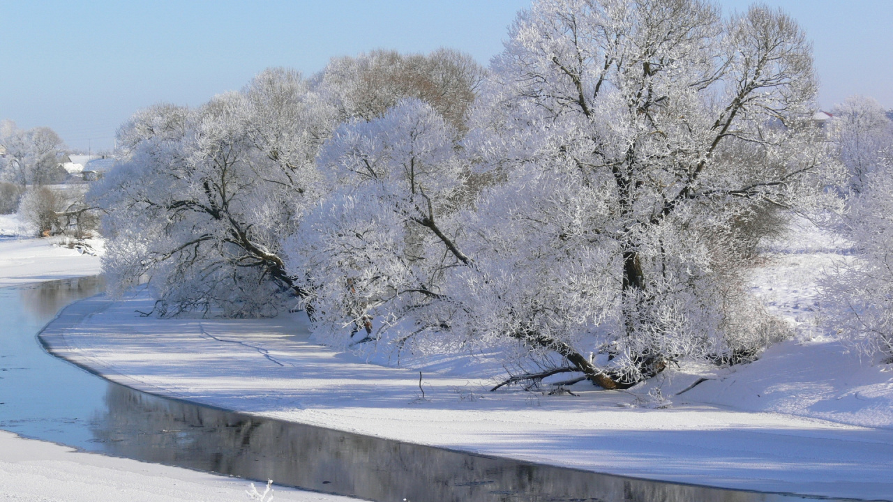 White Trees on Snow Covered Ground During Daytime. Wallpaper in 1280x720 Resolution