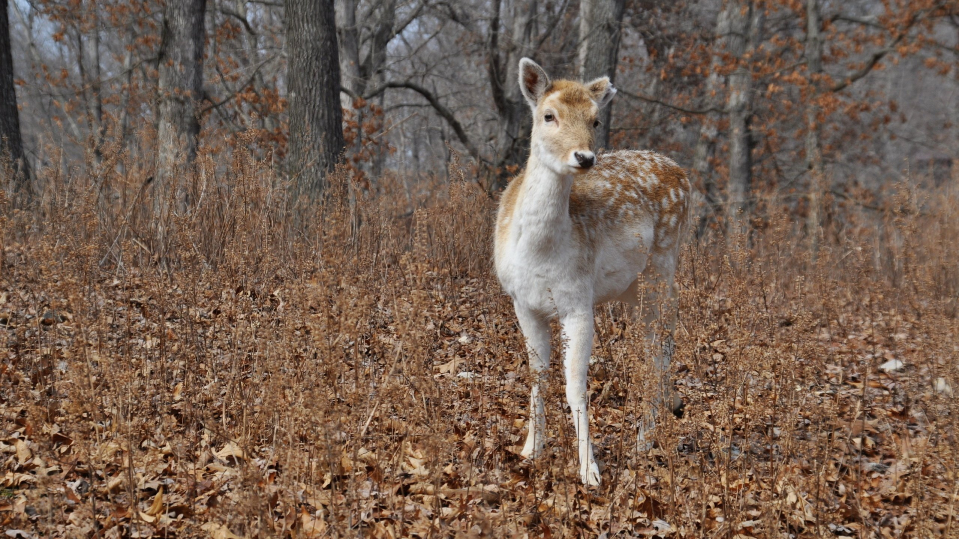 Brown and White Deer Standing on Brown Dried Leaves During Daytime. Wallpaper in 1920x1080 Resolution