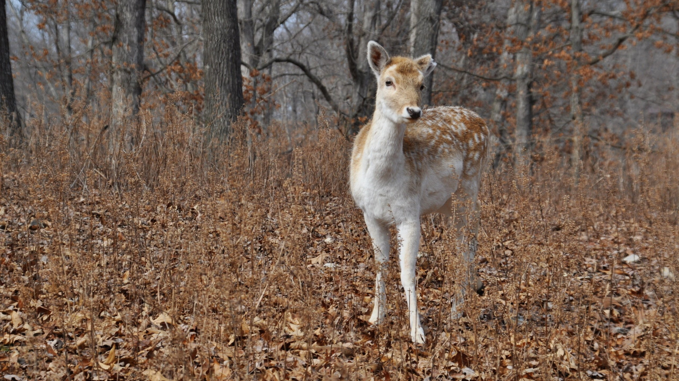 Cerf Brun et Blanc Debout Sur Des Feuilles Séchées Brunes Pendant la Journée. Wallpaper in 1366x768 Resolution