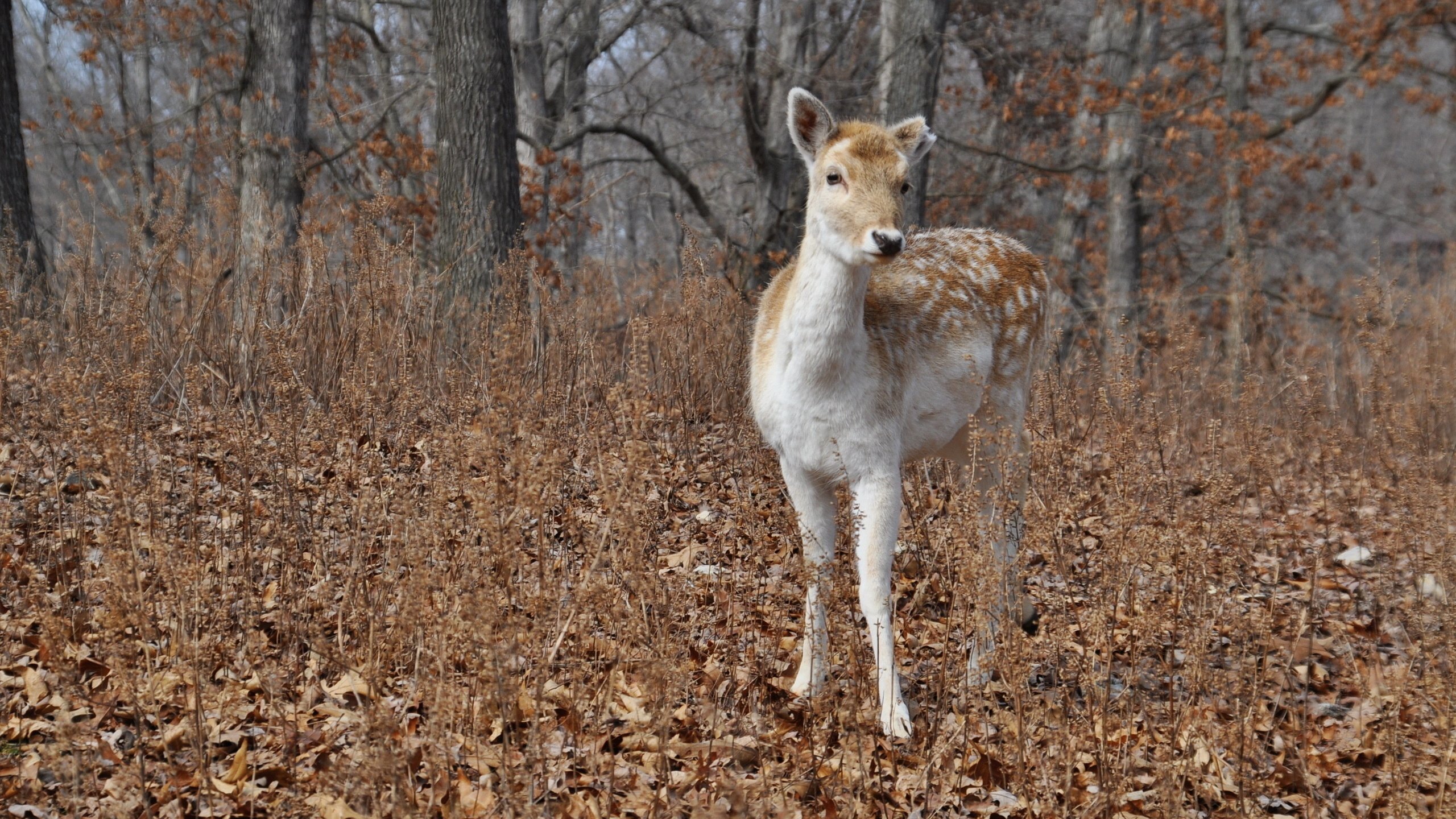Cerf Brun et Blanc Debout Sur Des Feuilles Séchées Brunes Pendant la Journée. Wallpaper in 2560x1440 Resolution