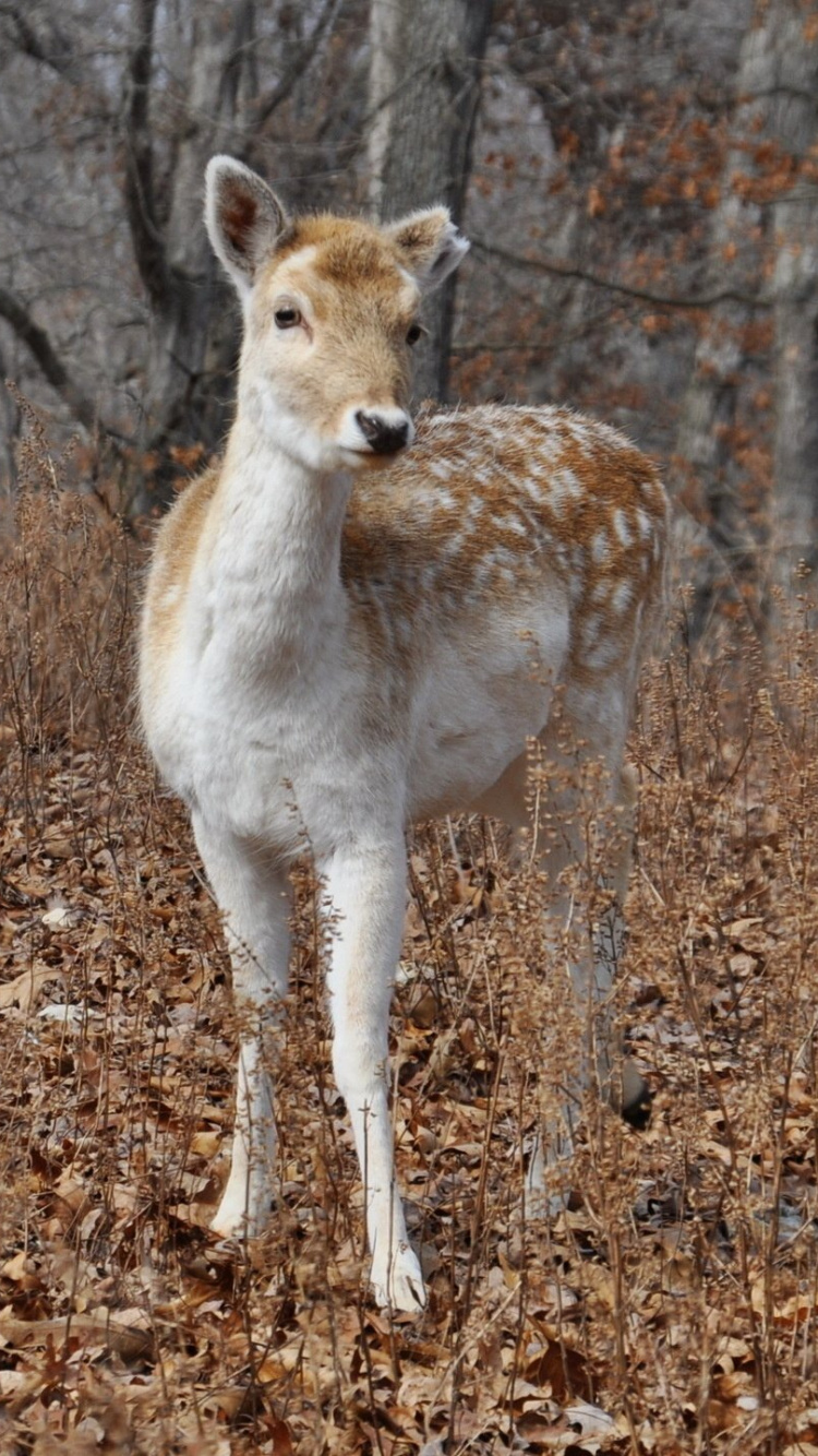 Cerf Brun et Blanc Debout Sur Des Feuilles Séchées Brunes Pendant la Journée. Wallpaper in 750x1334 Resolution