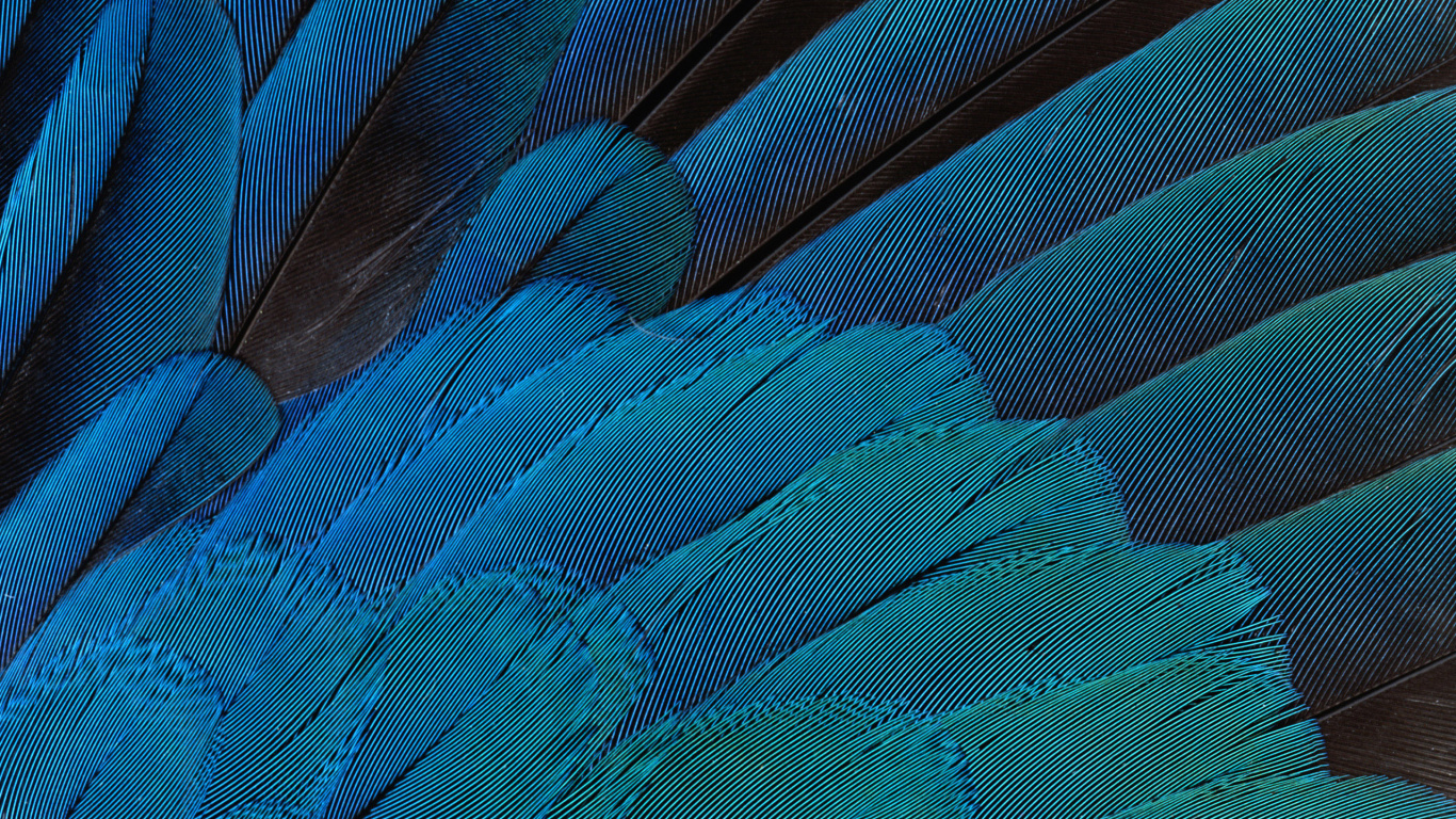 Plume Bleu Rouge et Vert. Wallpaper in 1366x768 Resolution