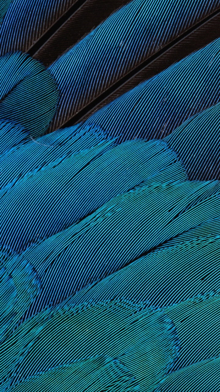 Plume Bleu Rouge et Vert. Wallpaper in 720x1280 Resolution