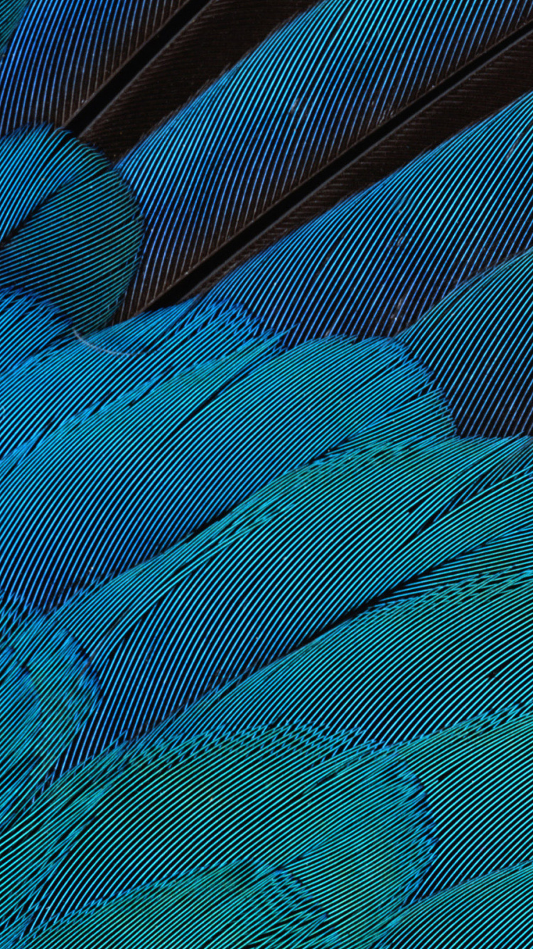 Pluma Azul Roja y Verde. Wallpaper in 750x1334 Resolution
