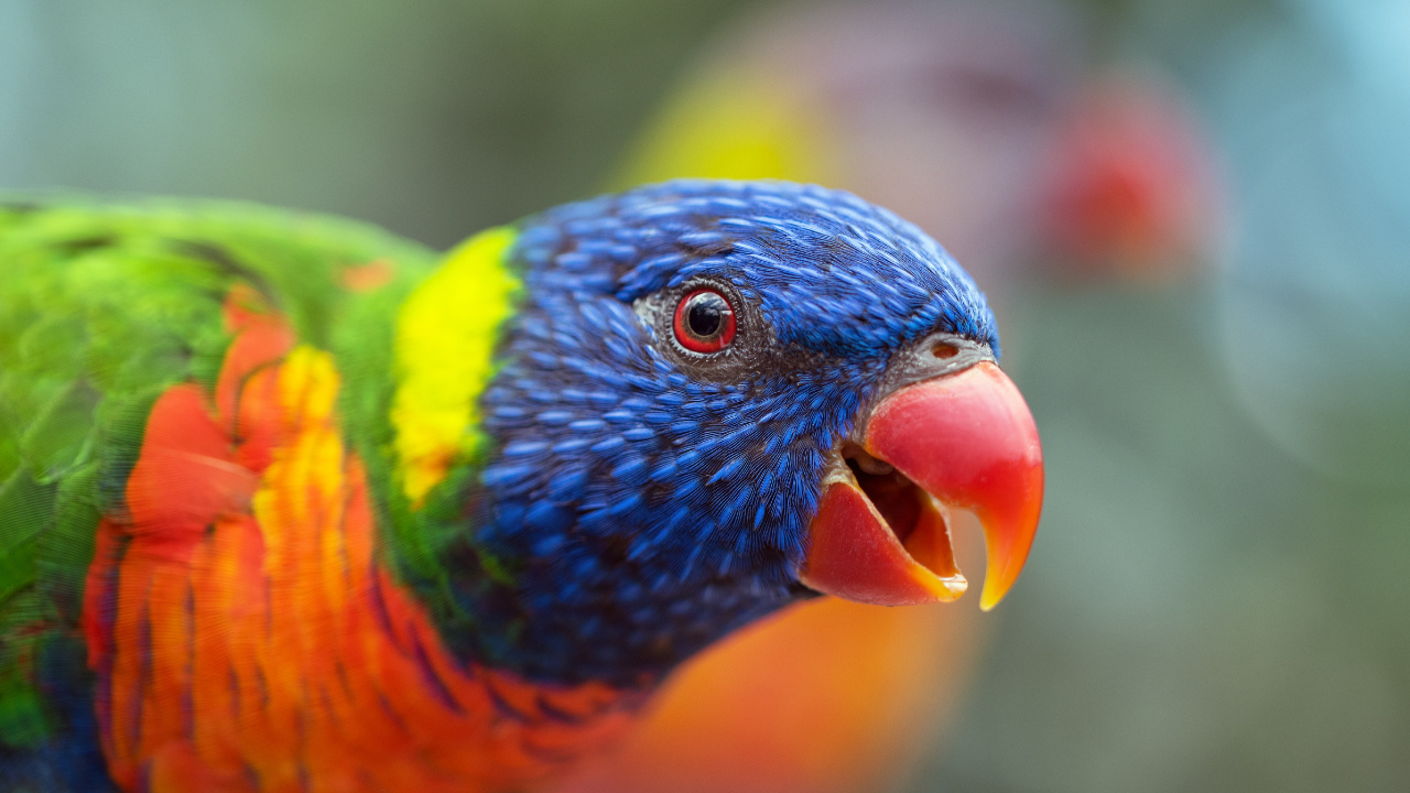 彩虹澳洲鹦鹉, 鸟, 澳洲鹦鹉, 羽毛, 关闭了 壁纸 1280x720 允许