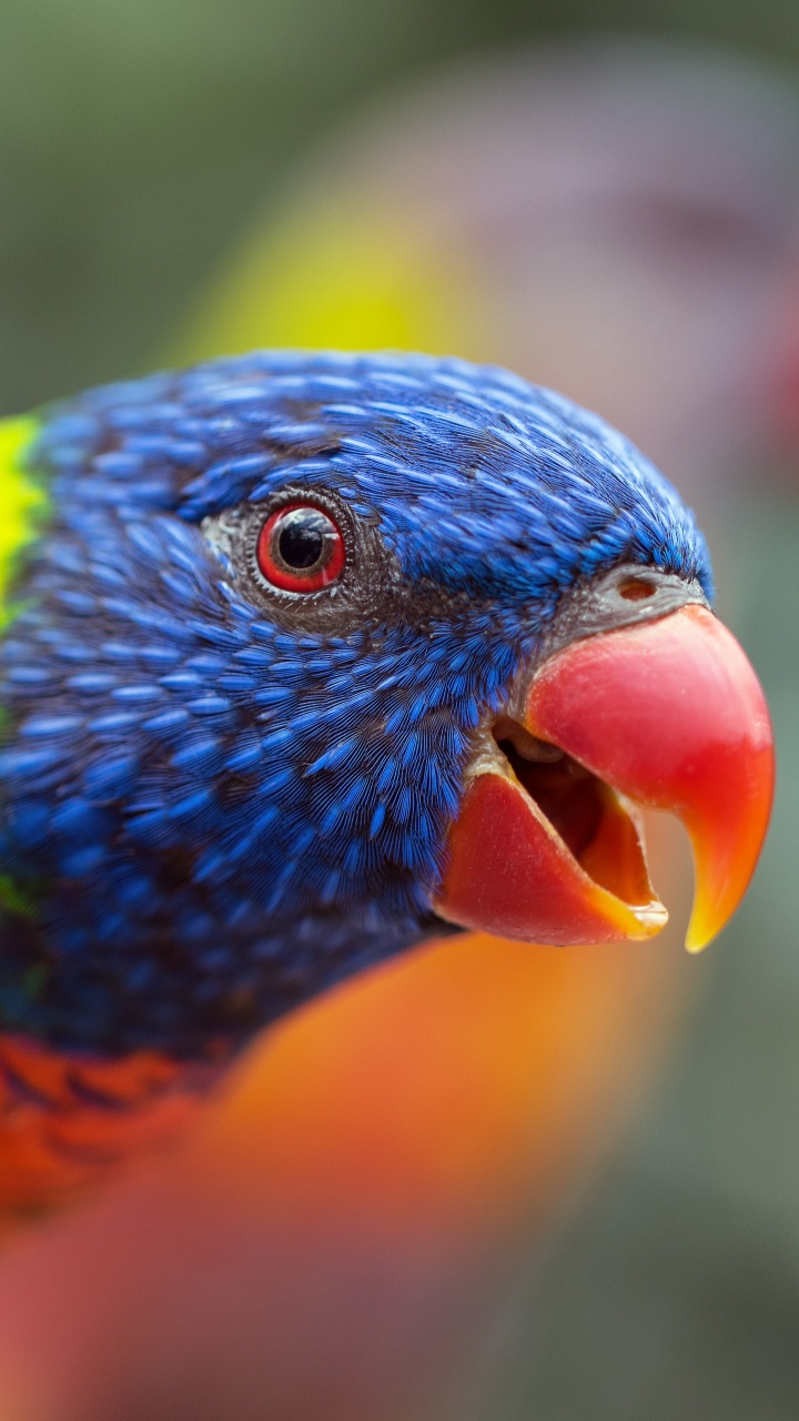 彩虹澳洲鹦鹉, 鸟, 澳洲鹦鹉, 羽毛, 关闭了 壁纸 720x1280 允许